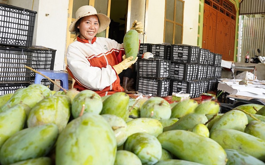 Potentiels d exportations des légumes, fruits et épices vers l UE